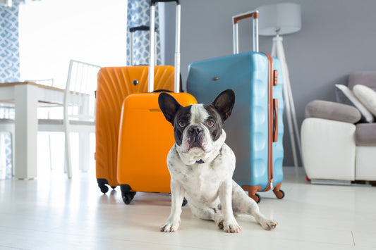 The 4 Things You Definitely Need in Your Dog’s Travel First Aid Kit