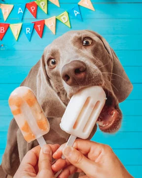Sit. Stay. Chill. Frozen Fun from Scout & Zoe’s