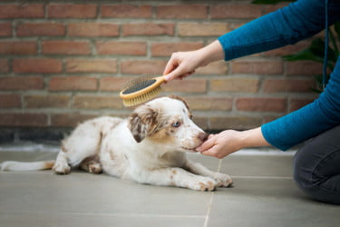 The Easiest Ways to Deal with Pet Hair and Odor in Your Home