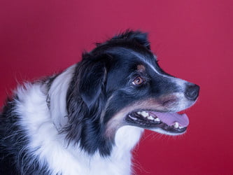 Does My Dog have Allergies?