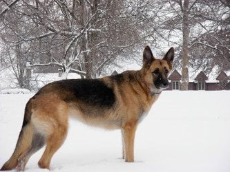 Cold Weather Tips for Your Dog