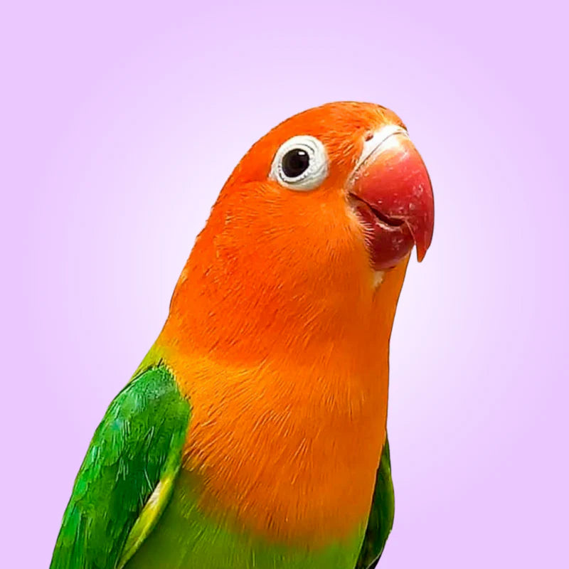 Avian