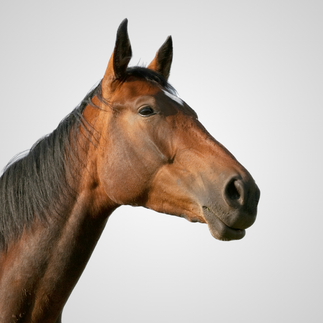 Equine
