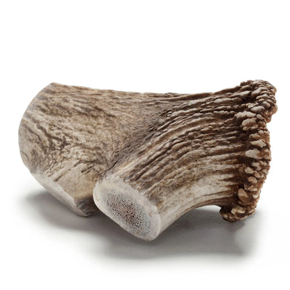 Elk Antler Dog and Small Animal Chews