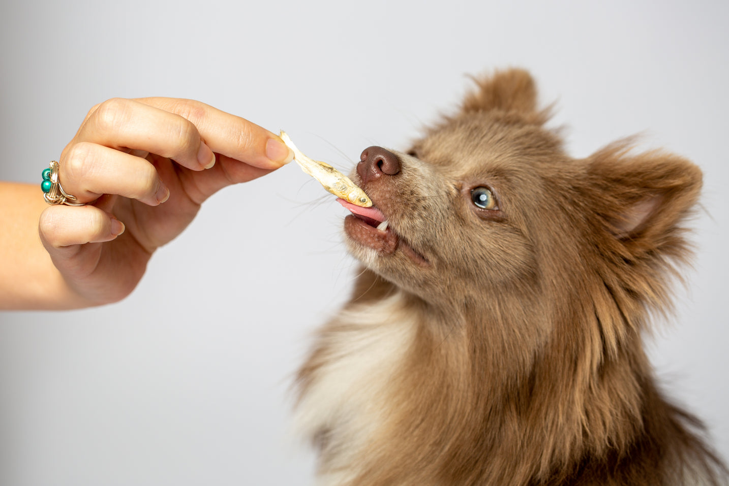 Munchworthy Minnows Freeze-Dried Treats for Dogs & Cats, Single Ingredient