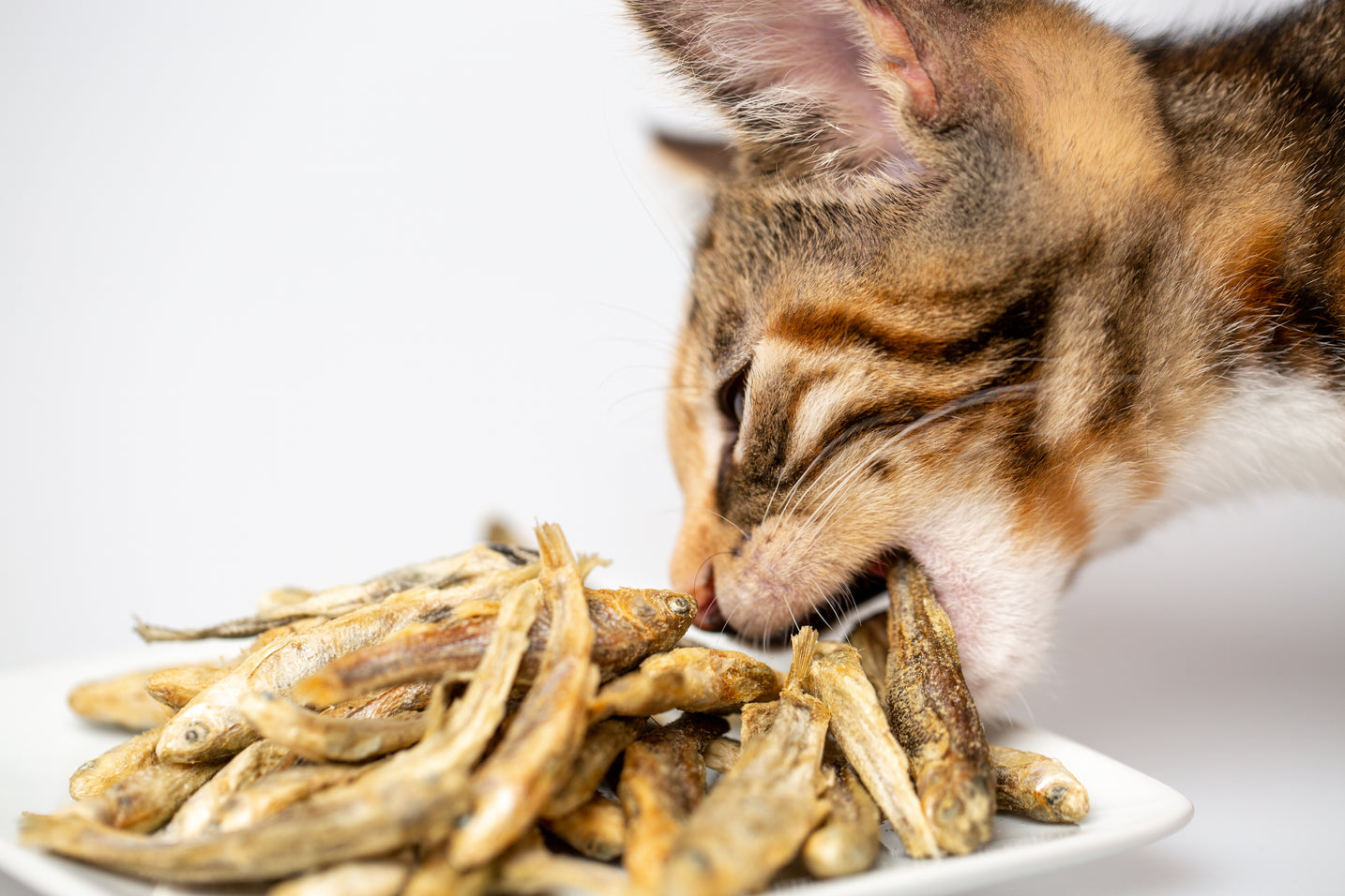 Munchworthy Minnows Freeze-Dried Treats for Dogs & Cats, Single Ingredient